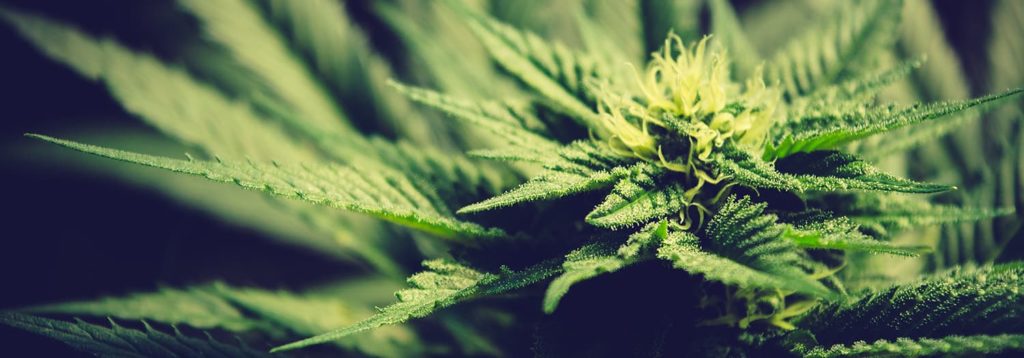 the legalization of Marijuana